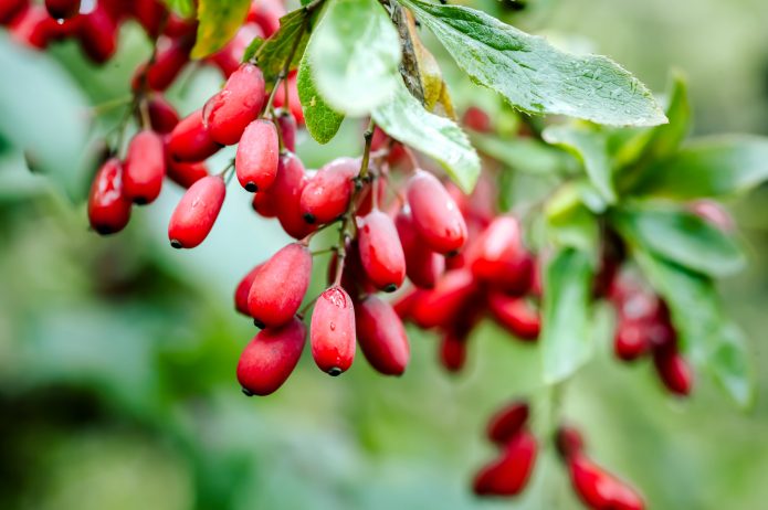 Berberyna naturalne panaceum?